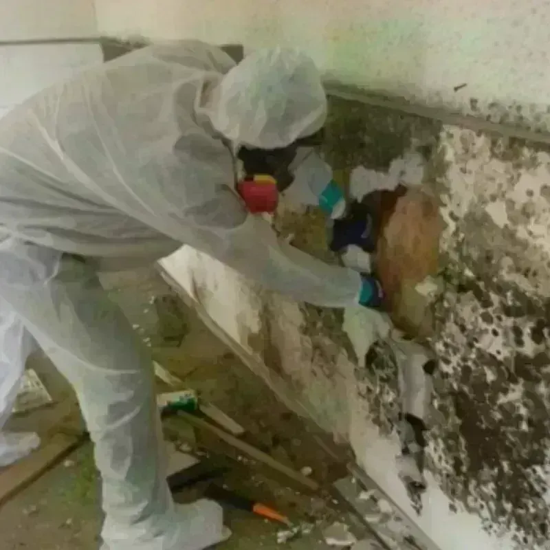 Mold Remediation and Removal in Valley View, OH